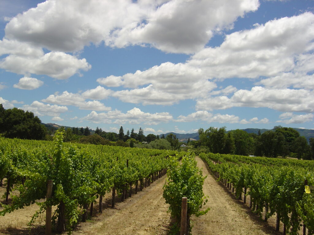Različite sorte vinove loze u vinogradu sa zrelim grožđem